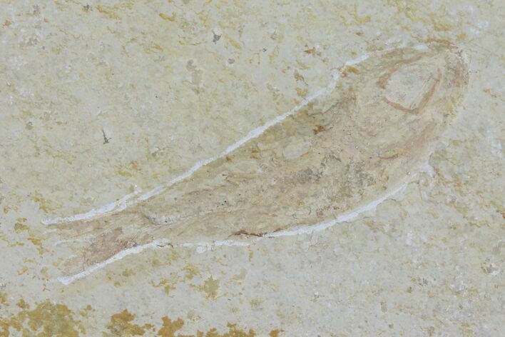 Jurassic Fossil Fish (Leptoleptis) - Solnhofen Limestone #112673